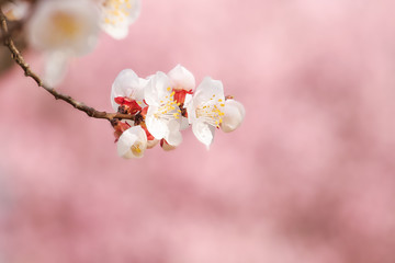 Peach blossom in spring