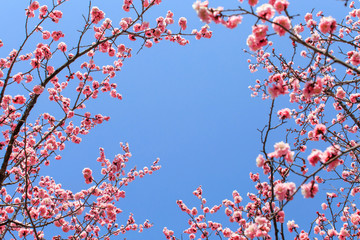 Peach blossom in spring