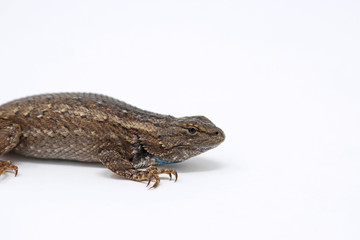 Southwestern Fence Lizard (Sceloporus cowlesi)