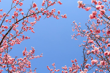 Peach blossom in spring