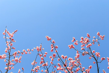 Peach blossom in spring