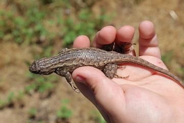 Southwestern Fence Lizard (Sceloporus cowlesi)