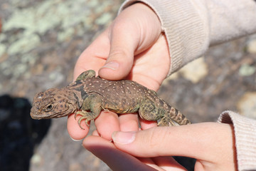 Eastern Collared Lizard (Crotaphytus collaris)