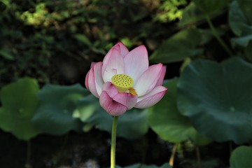 A pink lotus blooms in a pond.