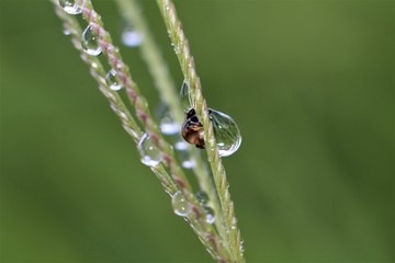 Raindrops drench an insect crawling on grass.
