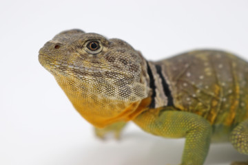 Fototapeta premium Eastern Collared Lizard (Crotaphytus collaris)