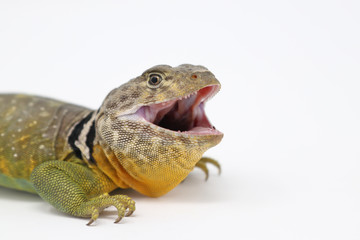 Eastern Collared Lizard (Crotaphytus collaris)