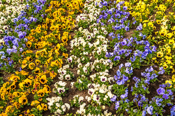 pansy flowers in a city in spring