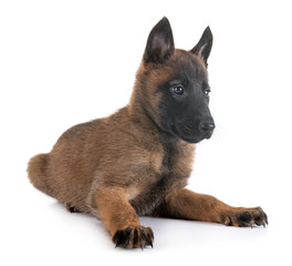 puppy malinois in studio