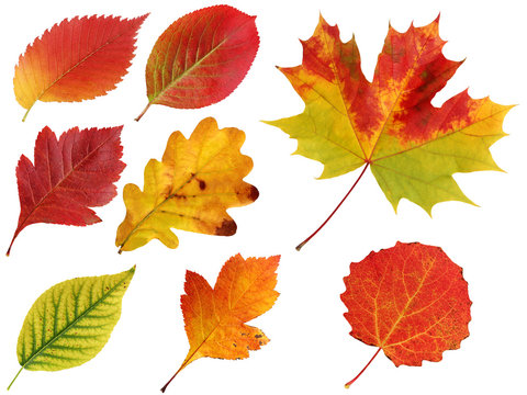 autumn leaves isolated on a white background.
