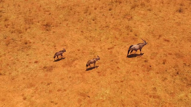 Aerial over mother oryx and baby antelopes walking on the plains of Africa, near Erindi Namibia.