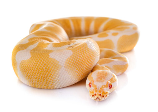 Ball python in studio