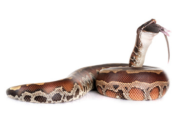 Naklejka premium Python brongersmai in studio