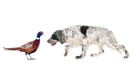 english setter and pheasant