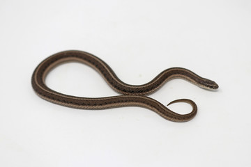 Obraz premium Lined Snake (Tropidoclonion lineatum)