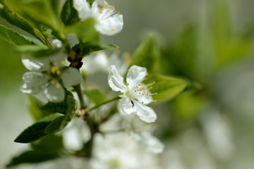 Beautiful white cherry tree flowers close up on a springtime