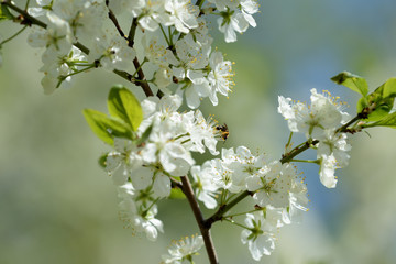 Obraz premium Beautiful white cherry tree flowers close up on a springtime