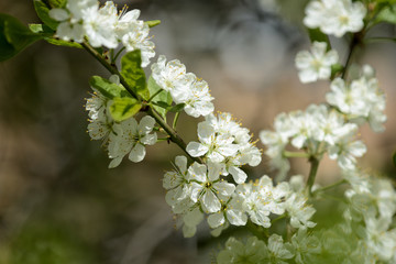 Beautiful white cherry tree flowers close up on a springtime