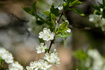 Beautiful white cherry tree flowers close up on a springtime