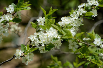 Beautiful blossoming cherry tree on a bright spring day