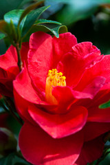 blossom[japanese_camellia]47