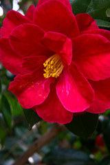 blossom[japanese_camellia]49