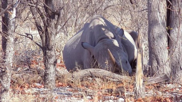 An African white rhino with horn sits under a tree in the heat of Etosha National Park, Namibia.