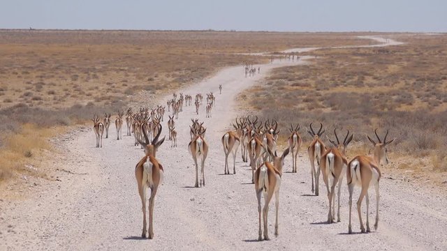 Springbok gazelle antelope walk along a dirt road and across the African savannah in Etosha National Park, Namibia.