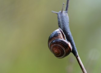 snail on a tree