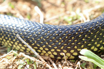 Obraz premium Speckled Kingsnake (Lampropeltis holbrooki) formerly (Lampropeltis getula holbrooki)Lampropeltis g