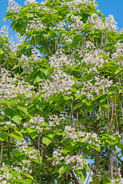 Bl&uuml;hender Trompetenbaum, Catalpa bignonioides