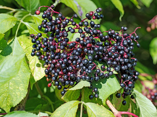 Reife Holunderbeeren am Strauch