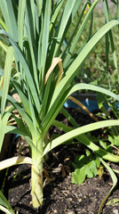 Obraz premium Lauch im Gartenbeet