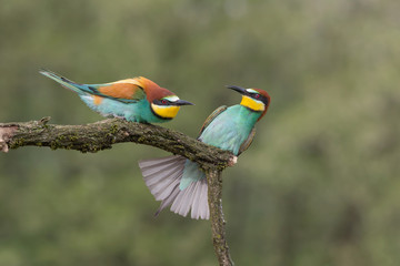 Struggle between European bee eaters (Merops apiaster)