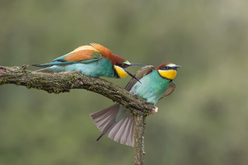 Struggle between European bee eaters (Merops apiaster)