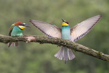 Beautiful landing of European bee eater (Merops apiaster)