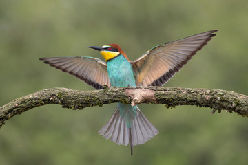 Beautiful landing of European bee eater (Merops apiaster)