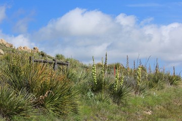 Kansas Yuccas on a hill side with a fence,blue sky and clouds.