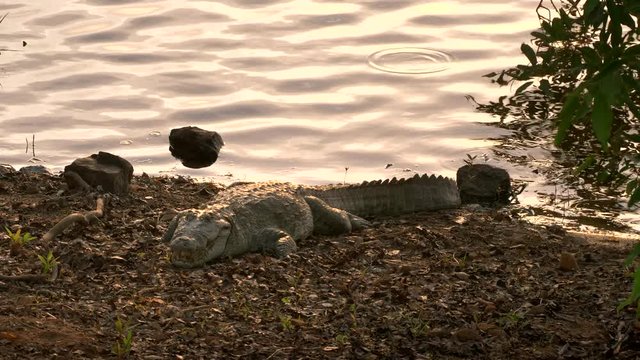 a sunset shot of a marsh crocodile on the shore of lake tadoba at tadoba andhari tiger reserve in india