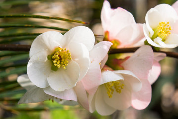 blossom[japanese_quince]_41