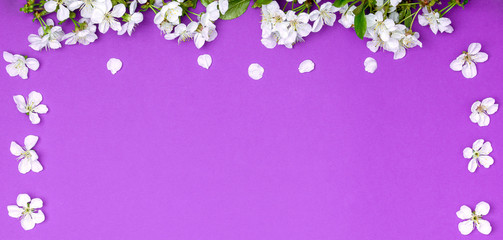 Spring floral background. A branch of blossoming cherry on a lilac background. Flat Lay, Copy space