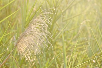 Silhouette sunrise in the morning with wild grass flower blossom in a field and green nature background 