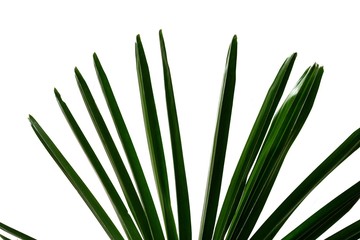 Palm leaves on white isolated background for green foliage backdrop