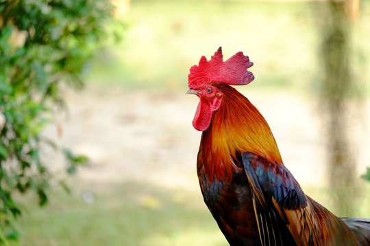 Close up a beautiful rooster standing in the farm on green nature background 