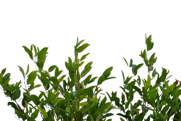 Tree leaves top view on white isolated background for green foliage backdrop 
