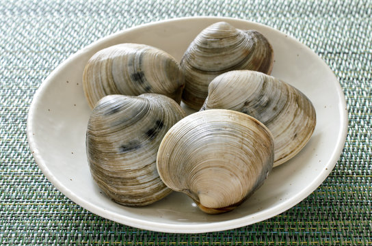 105 Best ホンビノス貝 Images Stock Photos Vectors Adobe Stock