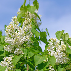 Weißer Flieder vor blauem Himmel
