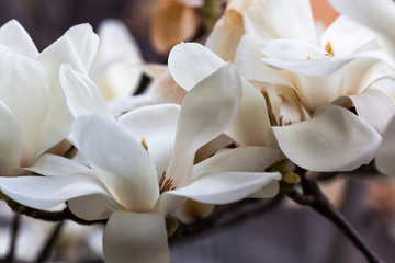 blossom[yulan_magnolia]14