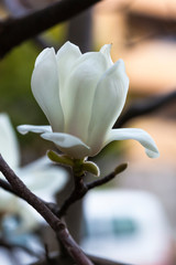 blossom[yulan_magnolia]21