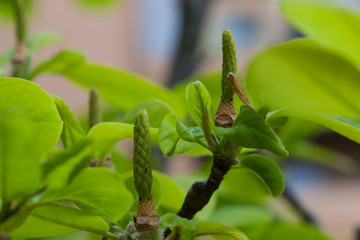 blossom[yulan_magnolia]30